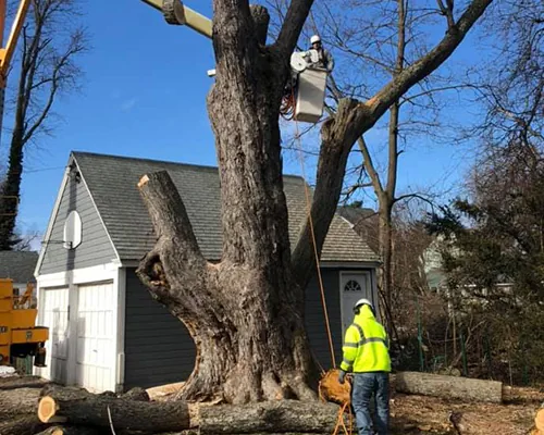 Tree Removal