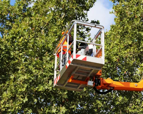 Tree Trimming 