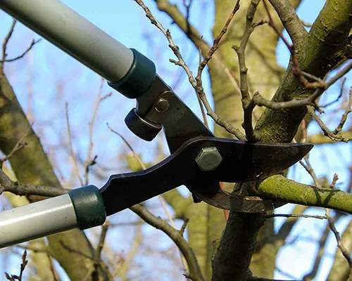 Tree Pruning